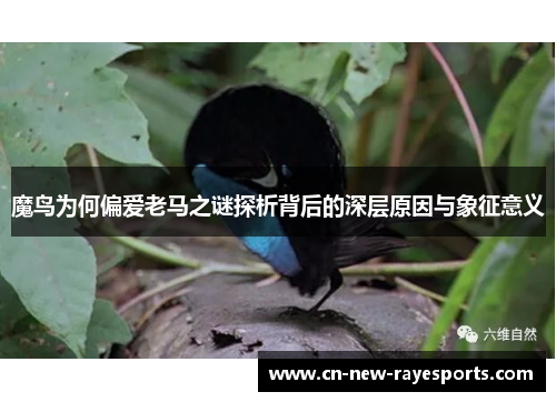 魔鸟为何偏爱老马之谜探析背后的深层原因与象征意义